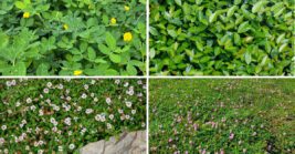 10 Best Ground Covers For Florida Yards Where Grass Just Gives Up