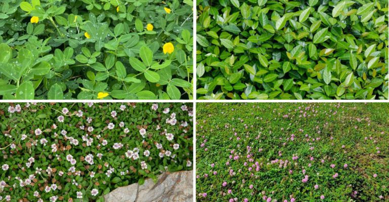 10 Best Ground Covers For Florida Yards Where Grass Just Gives Up
