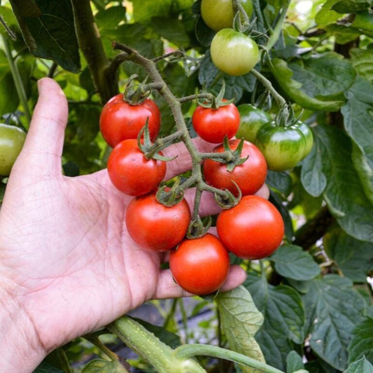 10 Best Vegetables To Plant In Spring In Florida Before Temperatures Spike