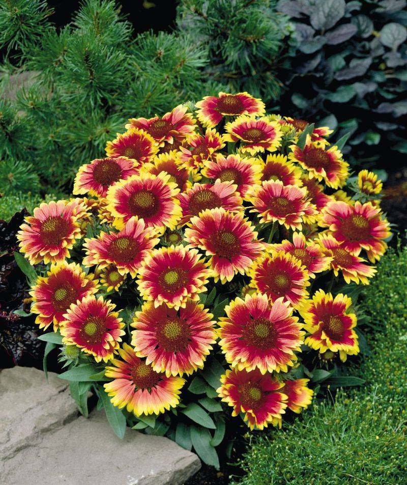 Gaillardia (Blanket Flower)