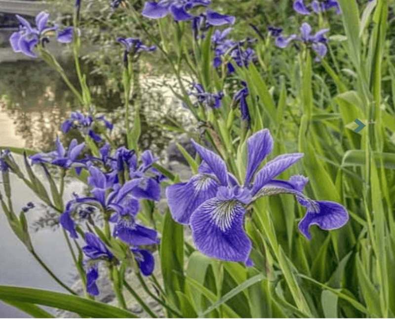 Blue Flag Iris