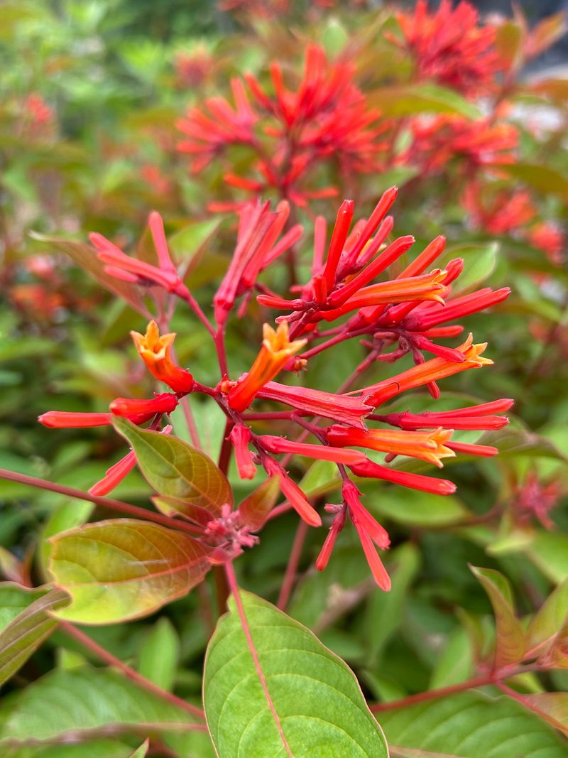 Firebush (Hamelia patens)