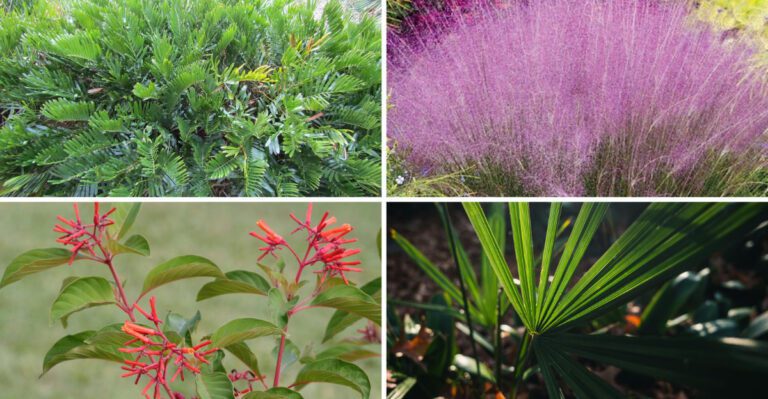 12 Best Native Florida Plants For A Yard That Needs Less Water