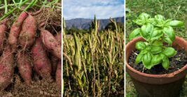 12 Best Plants To Grow In April In Florida For A Strong Start To The Season