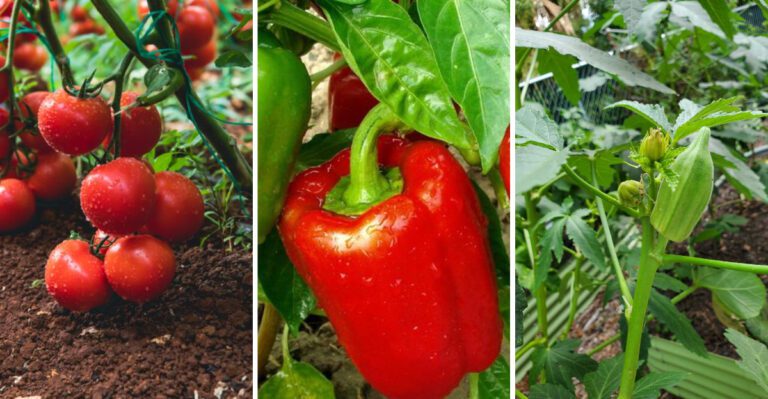 12 Best Plants To Start In April In Florida Before The Real Heat Arrives