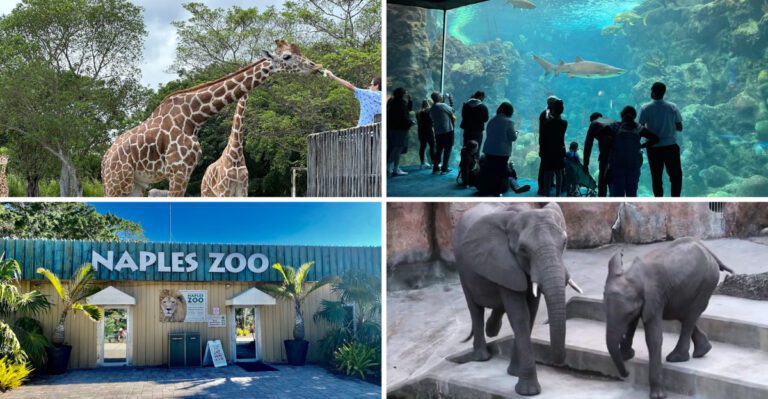 17 Florida zoos and wildlife parks that offer up-close encounters you won’t forget