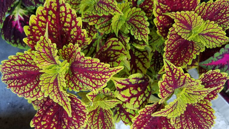 Coleus