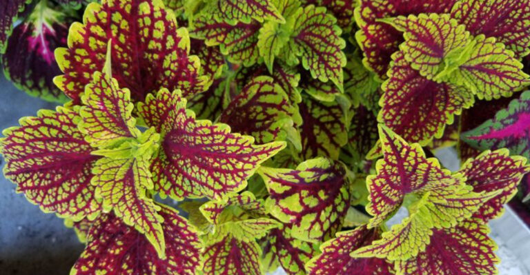 20 Florida plants that grow fast and make your yard look full in weeks