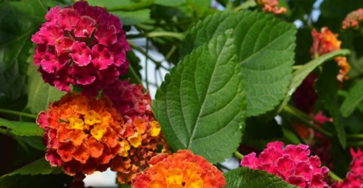 20 Florida plants that stay beautiful even during long dry spells