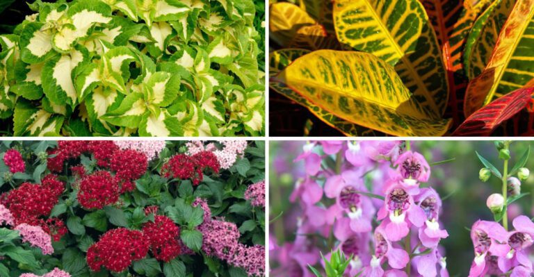 20 colorful plants that make Florida garden beds look fuller and brighter
