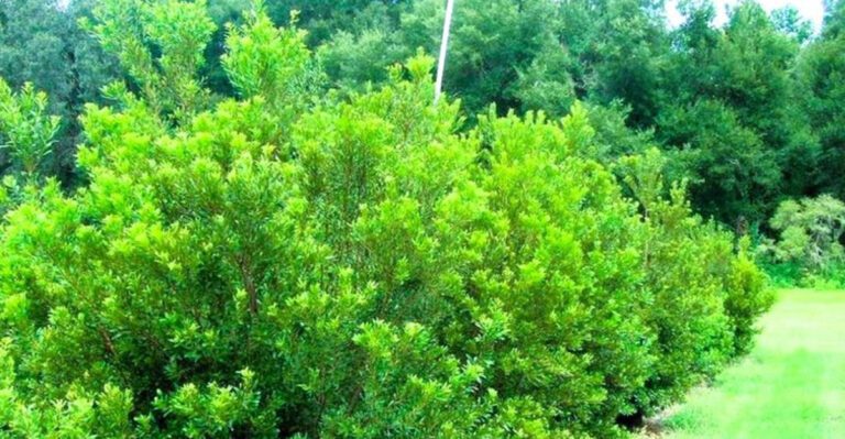 20 fast-growing shrubs that fill out Florida yards in less time