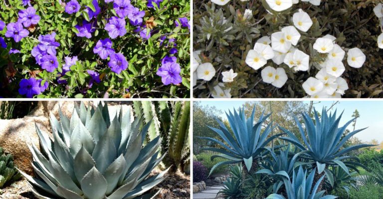 20 plants that handle Arizona heat better than most garden favorites