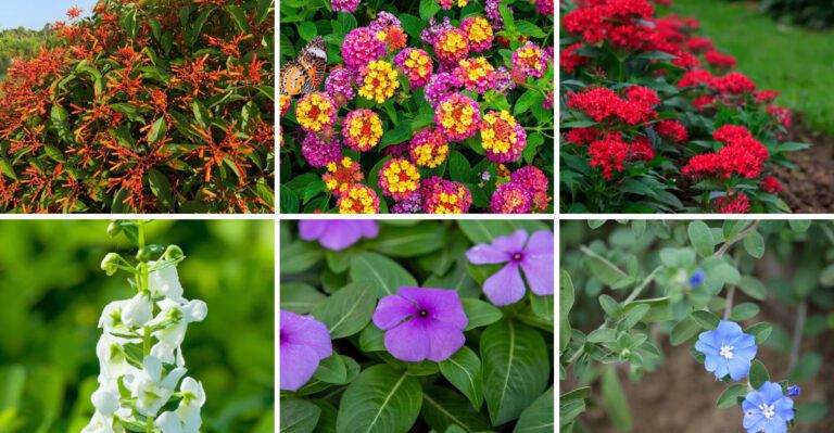 20 plants that handle Florida rainstorms without collapsing
