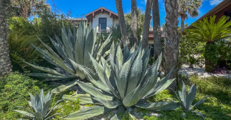 20 plants that thrive in Florida heat without daily watering