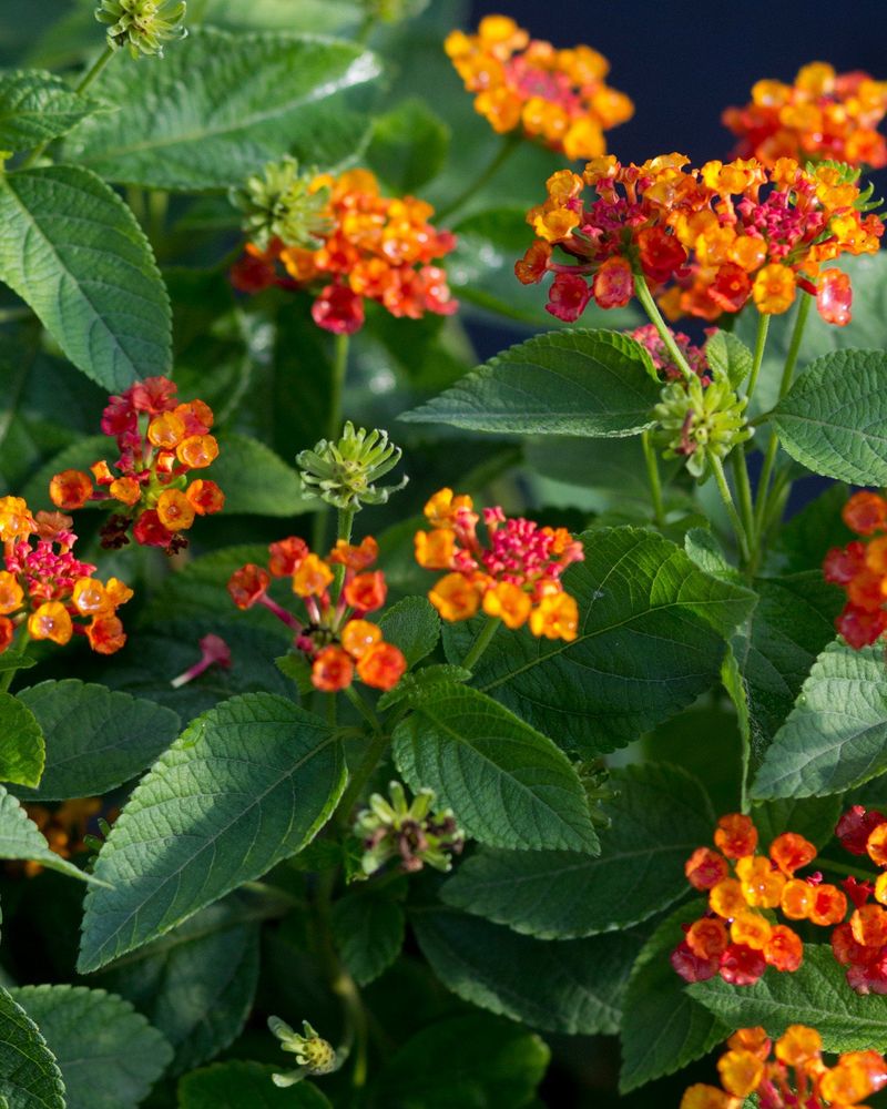 Lantana