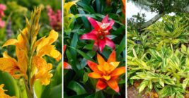 20 tropical-looking plants that are surprisingly easy to grow in Florida