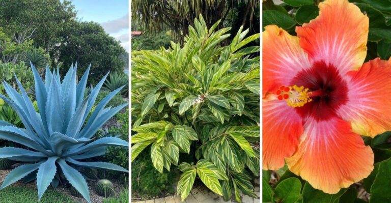 21 Florida plants that look high-maintenance but are surprisingly easy