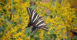 21 butterfly-friendly plants that bring more life to Florida gardens