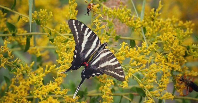 21 butterfly-friendly plants that bring more life to Florida gardens
