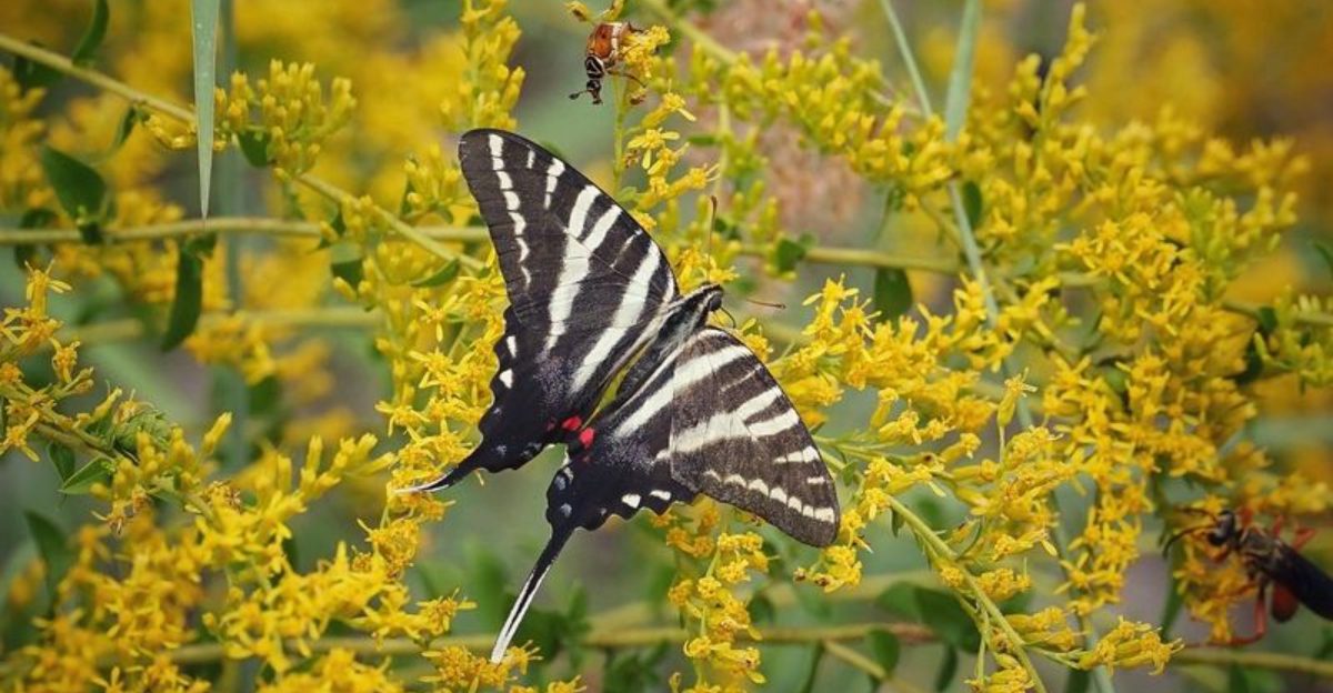 21 butterfly friendly plants that bring more life to Florida gardens
