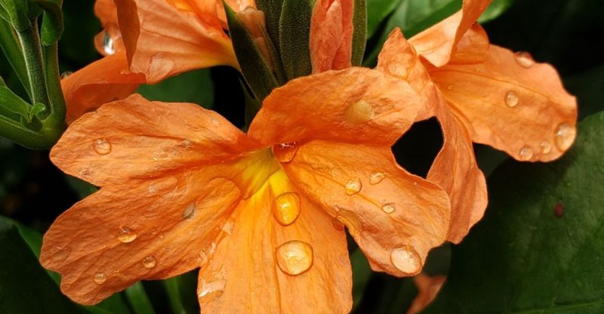 21 colorful Florida plants that instantly upgrade dull garden beds