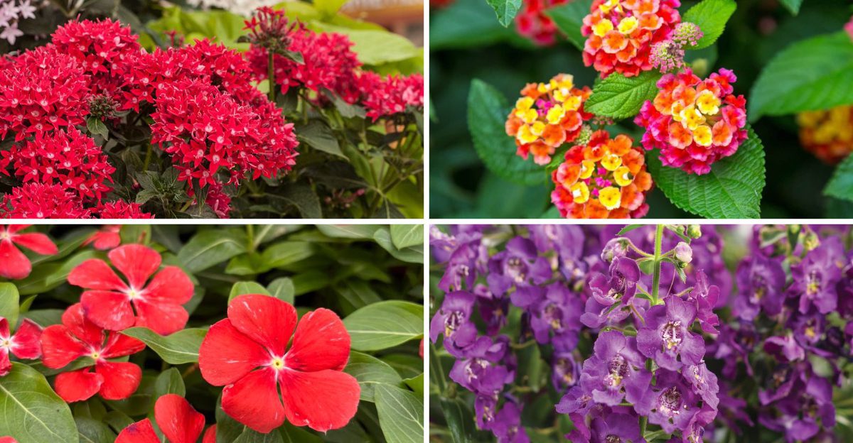 21 plants that handle Florida heat better than petunias ever could