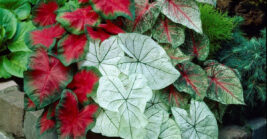 21 plants that turn Florida front yards into eye-catching spaces