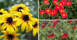 Sun-Loving Plants That Thrive in Florida Without Constant Attention