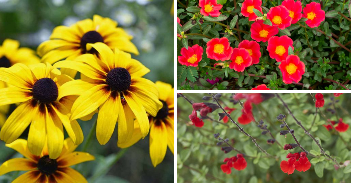 21 sun loving plants that thrive in Florida without constant attention