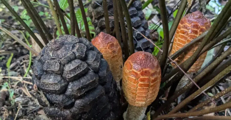 21 surprisingly hardy plants that thrive in Florida’s worst conditions