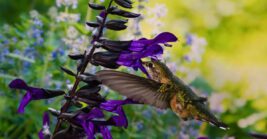 22 drought-tolerant flowers that thrive in Florida gardens