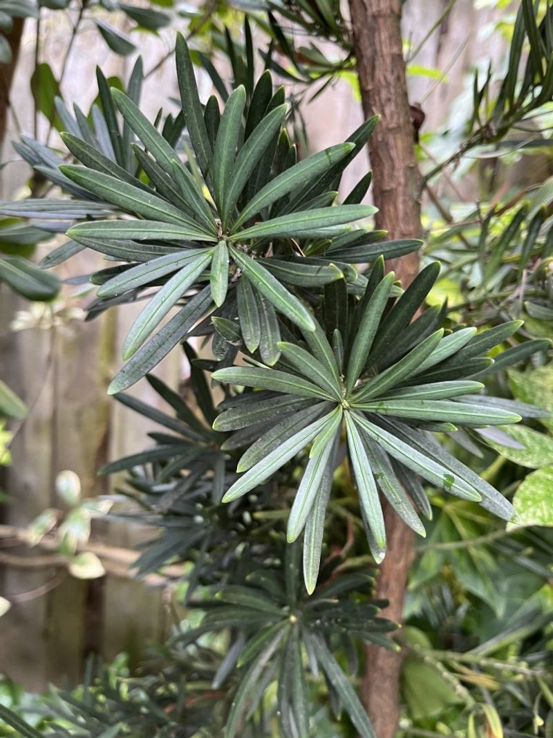 Podocarpus