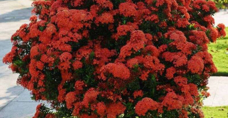 22 low-effort plants that still make Florida gardens look professionally done