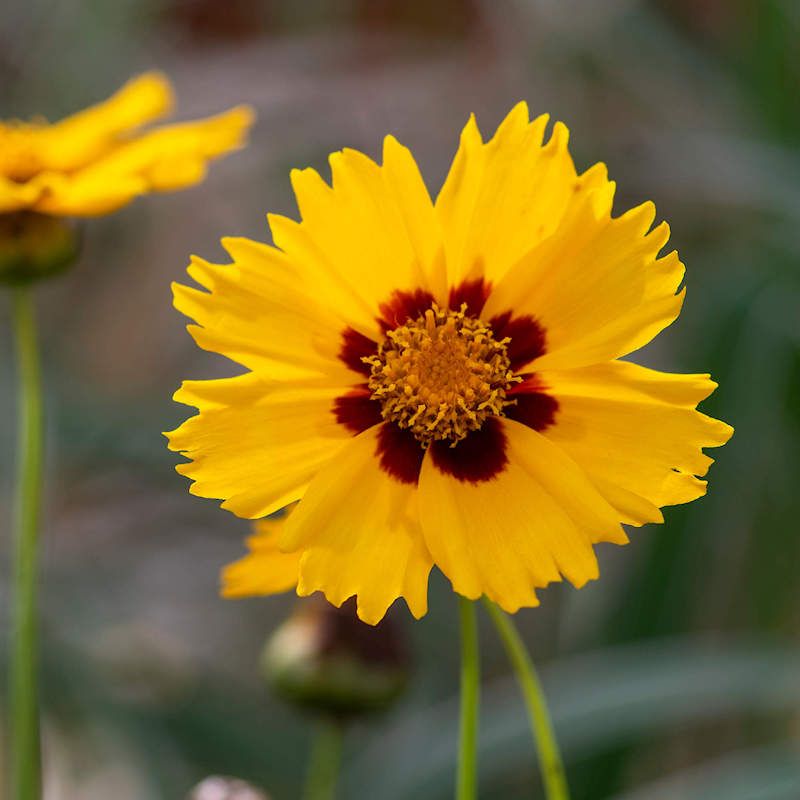 Coreopsis (Tickseed)
