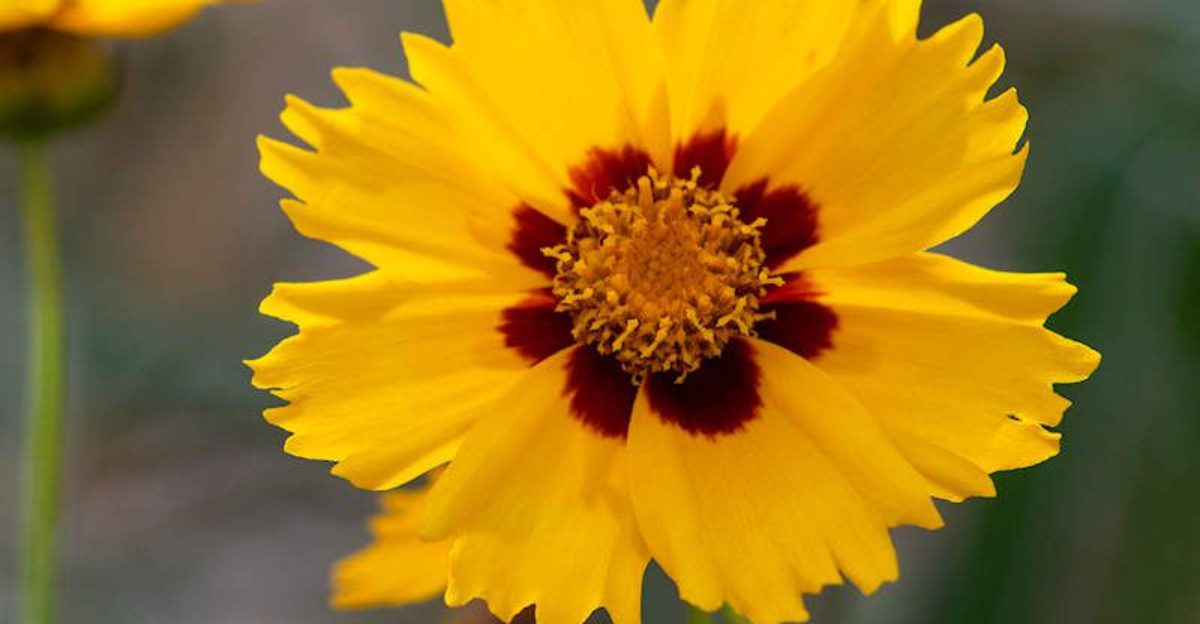 22 native flowers that make Florida gardens easier to grow and maintain