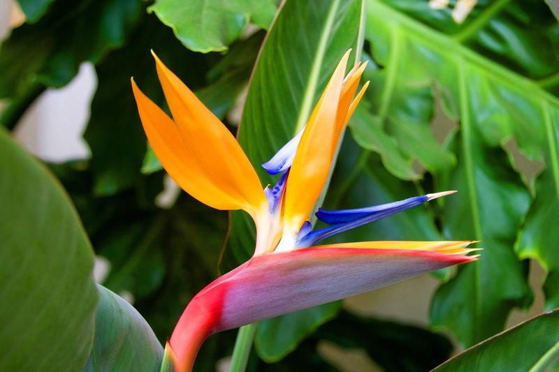 Bird of Paradise