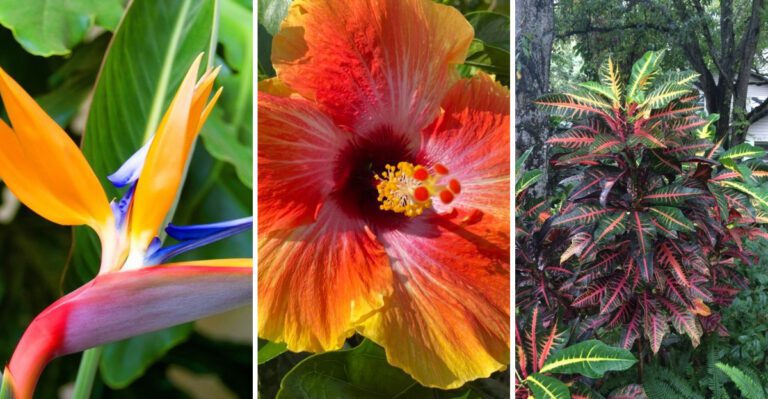 22 tropical-looking plants that are surprisingly easy to grow in Florida