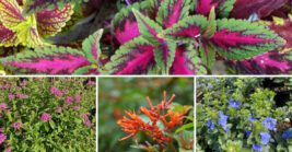 23 Beautiful Florida Plants You Can Easily Propagate from Cuttings