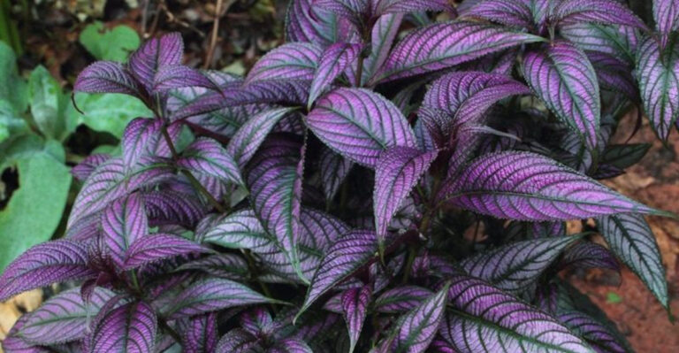 23 Florida-friendly plants that make small yards feel bigger and greener