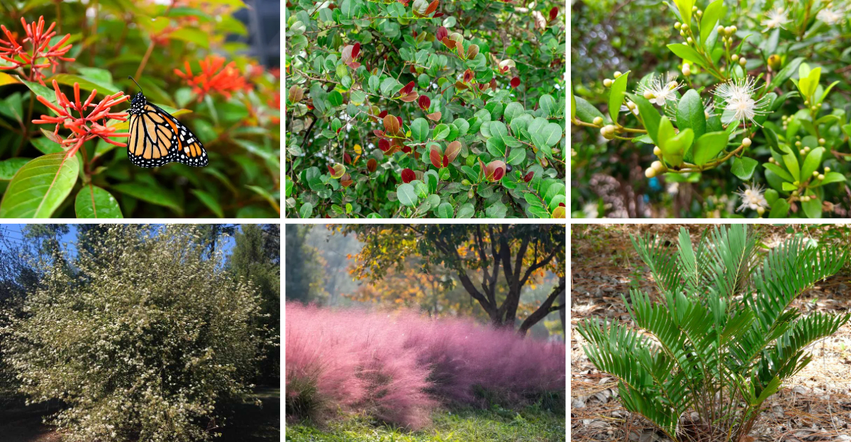 23 Florida garden plants that bounce back fast after heavy rain