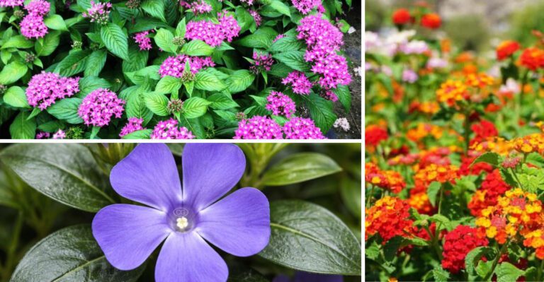 23 easy-care plants that make Florida gardens look professionally designed