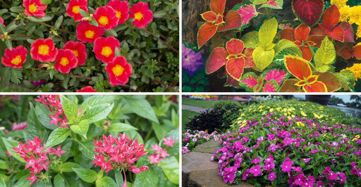 23 easy plants that fill empty spots in Florida gardens quickly