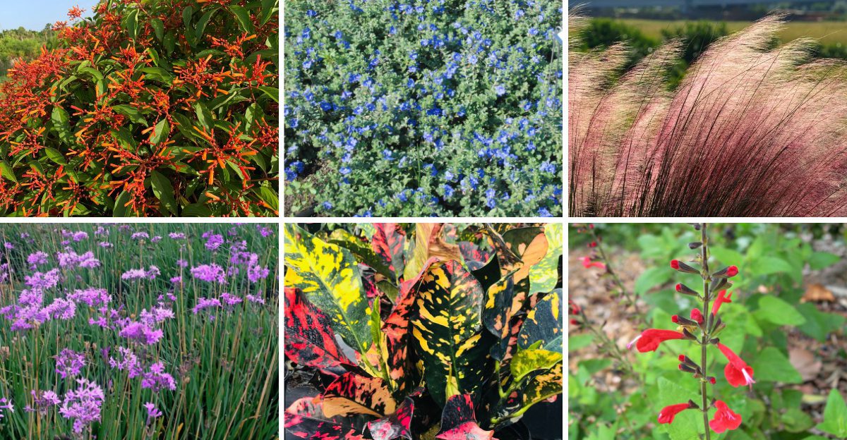 6 Smart Plants To Add To A Florida Garden Before Summer Really Starts