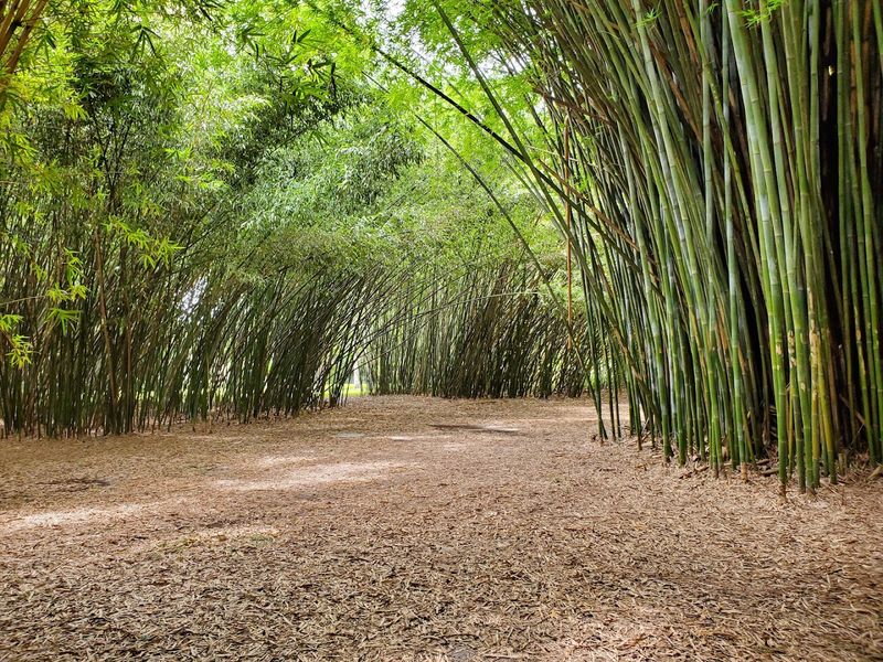 A Bamboo Forest That Feels Like Another World