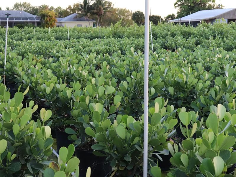 Clusia (Clusia rosea)