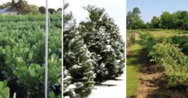 7 Fast-Growing Privacy Plants For Florida Yards That Fill In Beautifully