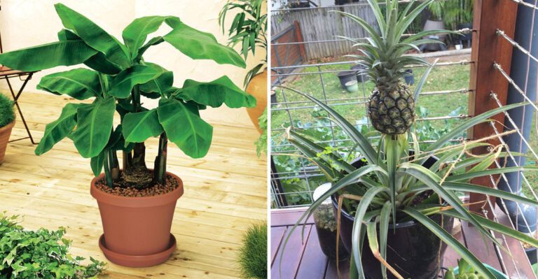 7 Fruit Plants Florida Gardeners Can Grow Even In Small Spaces