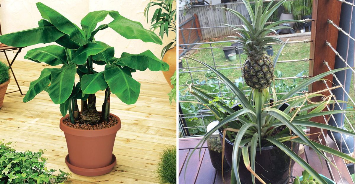 7 Fruit Plants Florida Gardeners Can Grow Even In Small Spaces