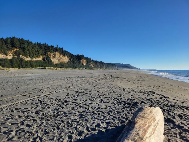 Gold Bluffs Beach: Where the Forest Meets the Ocean