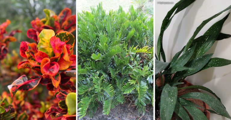 8 Tropical-Looking Plants That Thrive In Florida Without Extra Drama